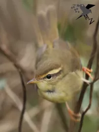 Raddes boszanger [Phylloscopus schwarzi]